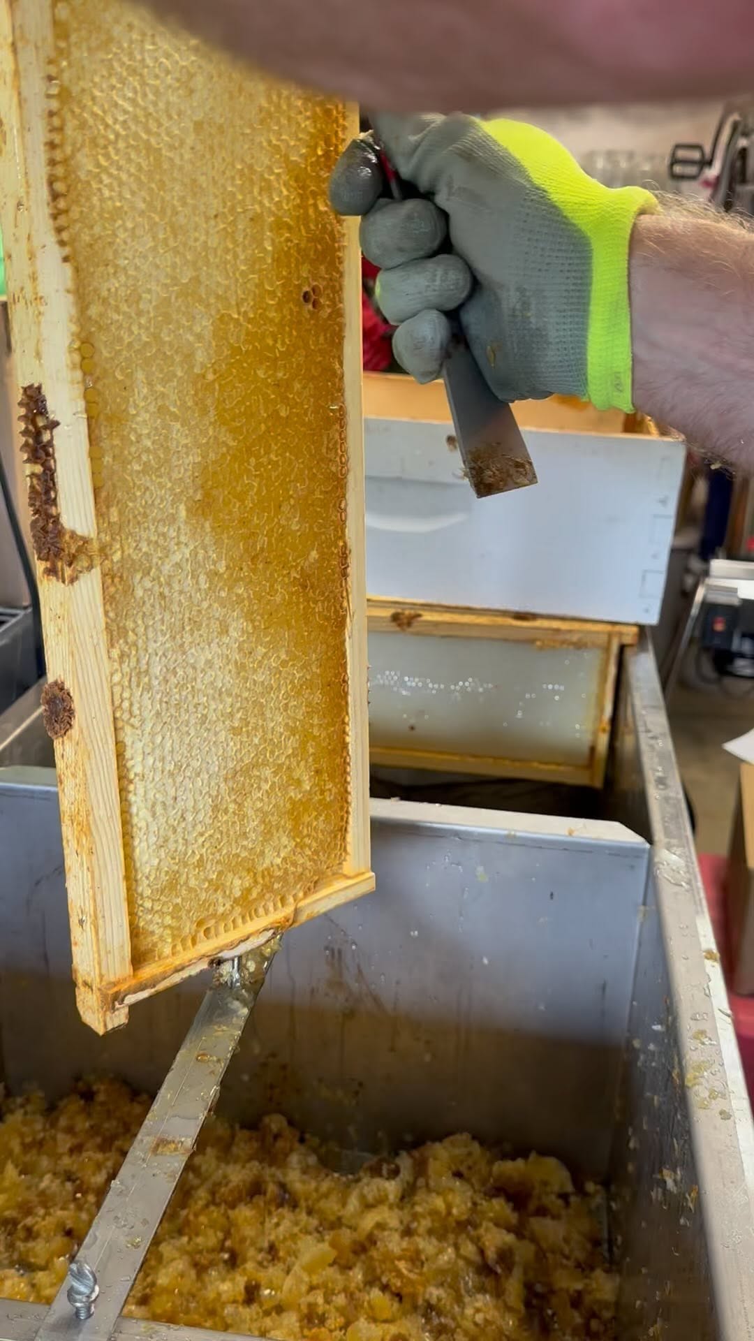Beekeeper holding a frame of honeycomb